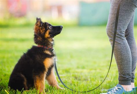 Large dog training: Start training early, establish a routine