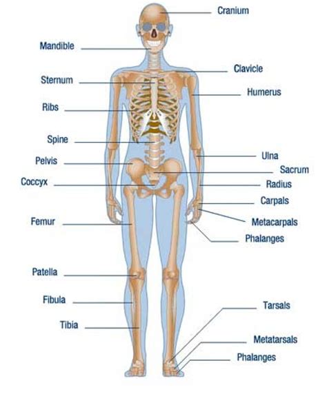 Human Body Parts Labeled