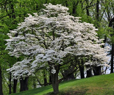 Tree of April 2021: Flowering Dogwood - TreesCharlotte