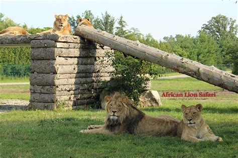 African Lion Safari - Conservation Centers for Species Survival