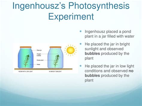 PPT - Photosynthesis PowerPoint Presentation, free download - ID:2506104