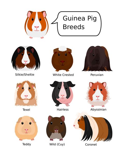 Breeds Of Guinea Pig Svg Png Jpg 1620'' | lupon.gov.ph