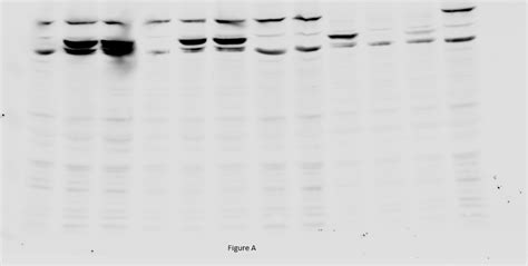 What happens on my western blot membrane? | ResearchGate