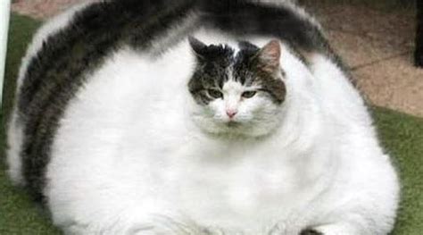 THICC AND CHONKY CATS COMPILATION (FUNNY FAT CATS) | World Cat Comedy