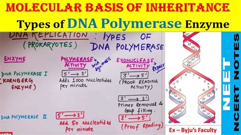 DNA Polymerase 1, 2 and 3 | Types of DNA Polymerase in Prokaryotes & Eukaryotes | Class 12 ...