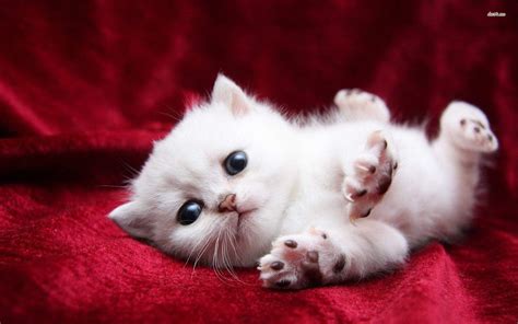 Cute Cats Wallpapers - Wallpaper Cave