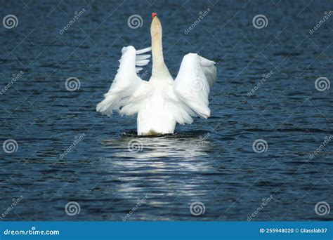 Swan Mating Dance on the Water. Stock Photo - Image of 2022, bialystok: 255948020