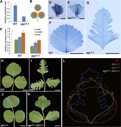 Formation of Lobed Leaf Margin in ago7-1 Is Partially Dependent on SLM1... | Download Scientific ...