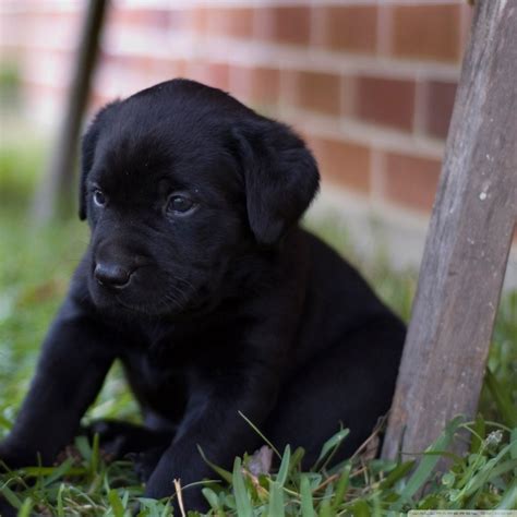 Black Lab Puppies Wallpapers - Wallpaper Cave