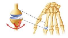 Anatomy (MST2) Flashcards - Cram.com