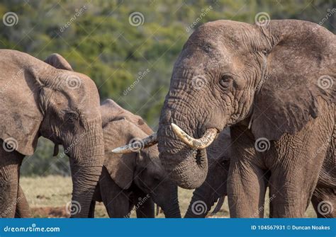 African Elephant Herd stock image. Image of pointed - 104567931