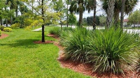 Fakahatchee grass for landscaping. Florida Native Plants. | Florida native plants, Native plants ...