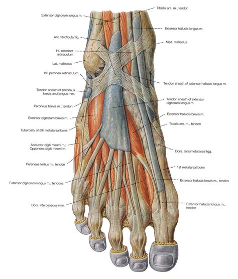 Dorsum Of Foot