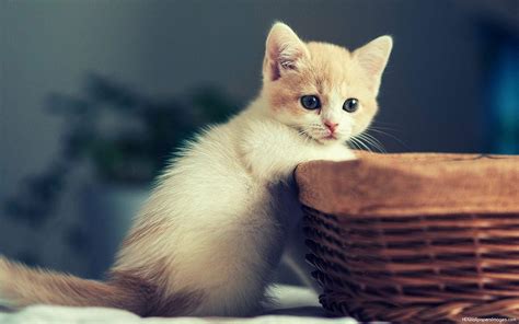 Cute Kitten Wallpapers For Desktop