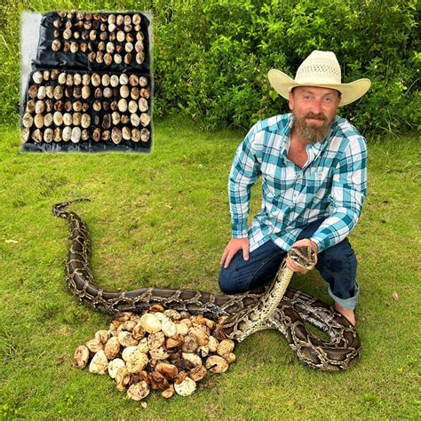 Authorities Remove Large Burmese Python and 111 Eggs from Florida Everglades, Registration for ...