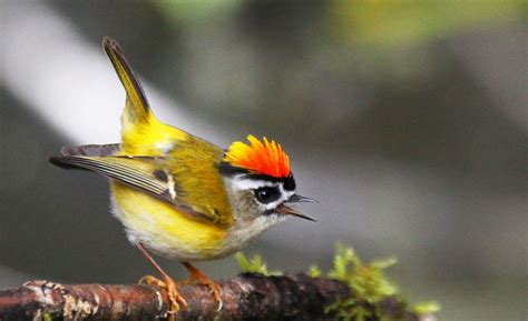 What's The Smallest British Bird? The Goldcrest • Lazer Horse