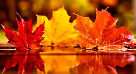 Falling Red leaves Wallpapers - A Season of Paradox ... | Autumn leaves wallpaper, November ...