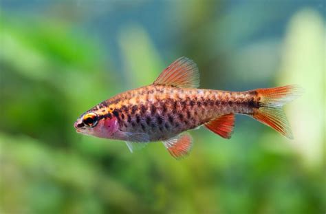 The Complete Guide to Cherry Barbs: Tank Mates, Breeding, and More