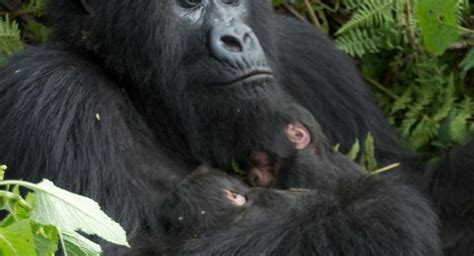 Rwanda Gorilla Groups, Gorilla Families in Volcanoes National Park