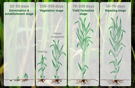 How To Grow Sugar Cane: Planting And Optimum Conditions