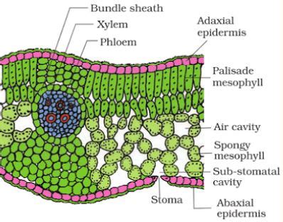 Look at figure and find the position of xylem in the vascular bundle.