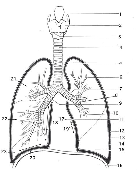 Respiratory System Coloring Page - Coloring Home | Printable Worksheets On The Lungs - Printable ...