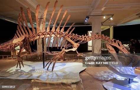 52 Spinosaurus Skeleton Stock Photos, High-Res Pictures, and Images - Getty Images