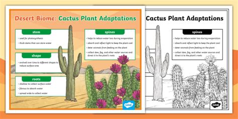 Desert Biome: Cactus Plant Adaptations Poster (teacher made)