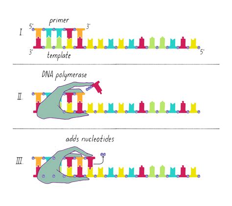 Dna Polymerase Diagram