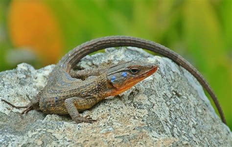 Free picture: reptile, camouflage, stone, daylight, lizard, nature, wildlife, wild, animal