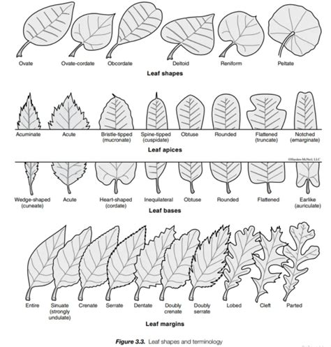 Solved Linear Lanceolate Auriculate Spatulate Oblanceolate | Chegg.com