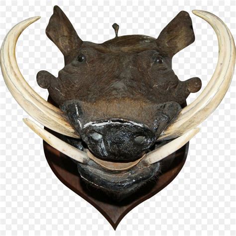 Wild Boar Common Warthog Boar's Tusk Helmet Skull, PNG, 877x877px, Wild Boar, Animal, Boar ...