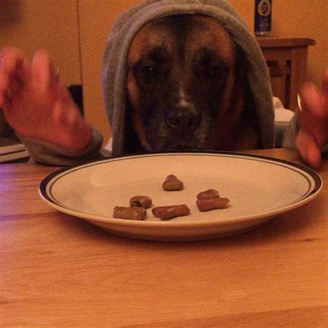 11 Dogs Eating With Human Hands. Yup. - The Dodo