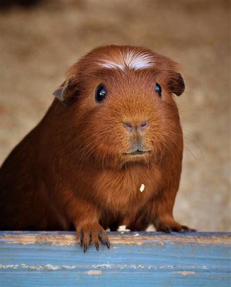 Breeds of Guinea Pigs - Guinea Pig Center