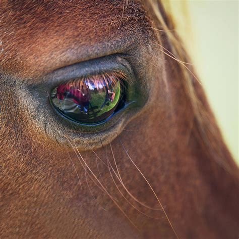 Close-up Of A Horse Eye by Elisa Voros