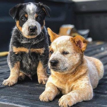 Border Collie Blue Heeler Black Lab Mix - All About Logan