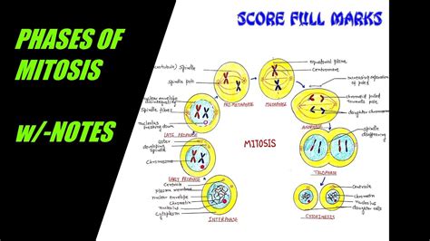 Mitosis steps - lasopatokyo