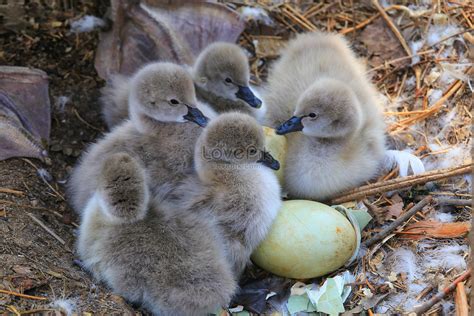 Black Swan Incubation Period Picture And HD Photos | Free Download On Lovepik