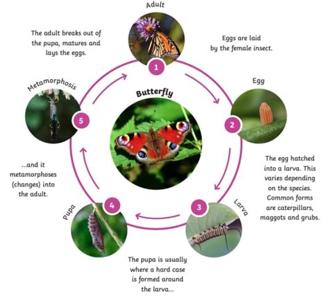 What is a Life Cycle? | Life Cycle Facts - Twinkl