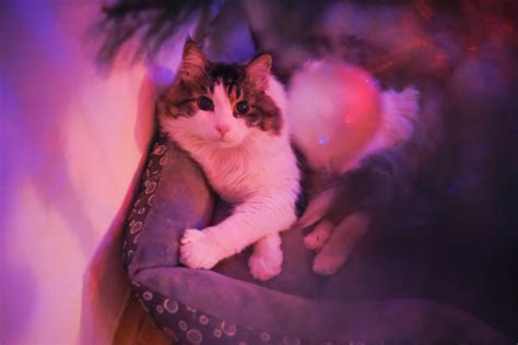 40+ Cats Sleeping Under Christmas Tree Stock Photos, Pictures & Royalty-Free Images - iStock