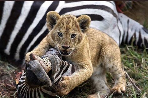 Lion cub playing with his food : r/awwwtf