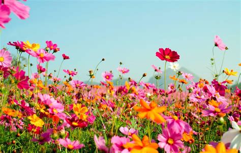 Pink Summer Flowers Desktop Wallpapers - Top Free Pink Summer Flowers Desktop Backgrounds ...