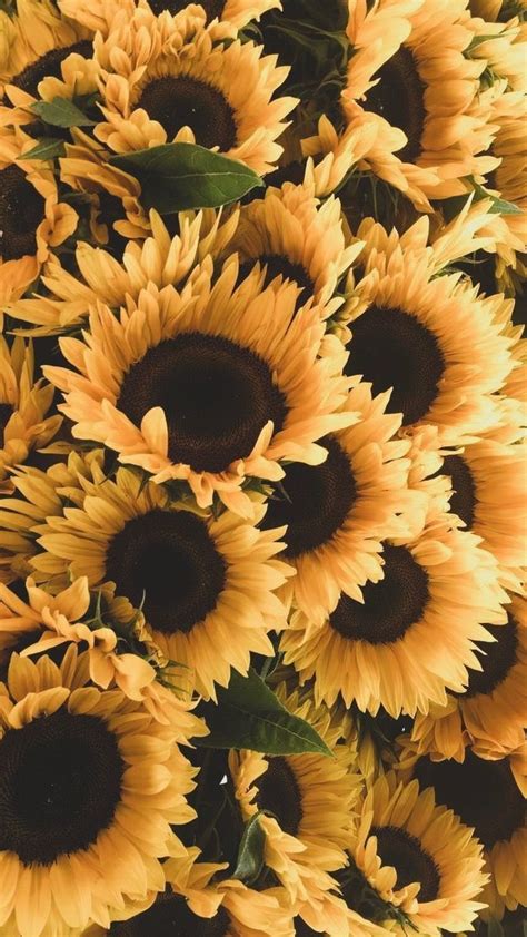 Aesthetic Wallpaper | Sunflower iphone wallpaper, Sunflower wallpaper, Flowers photography