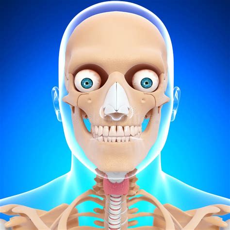 Anatomy Of Human Head Skeleton In Blue Stock Photography - Image: 26309512