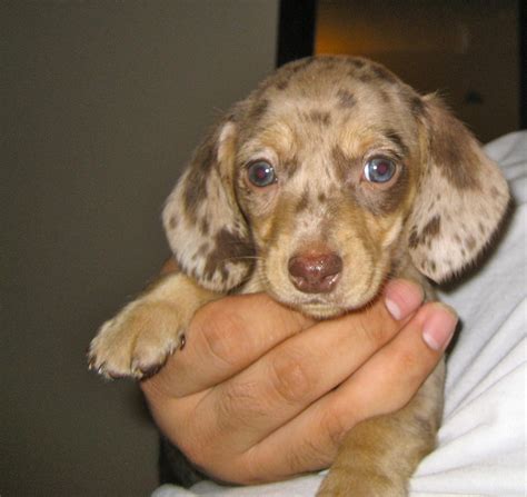 Miniature dachshund puppy (chocolate dapple) this looked like Lexi when she was a baby.. Such a ...