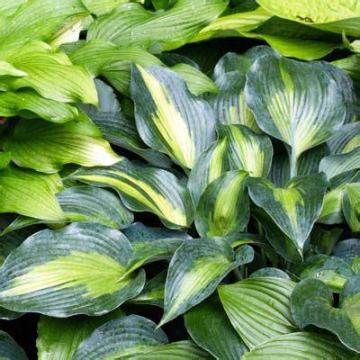 Grow a Lush Shade Garden With Hostas - This Old House