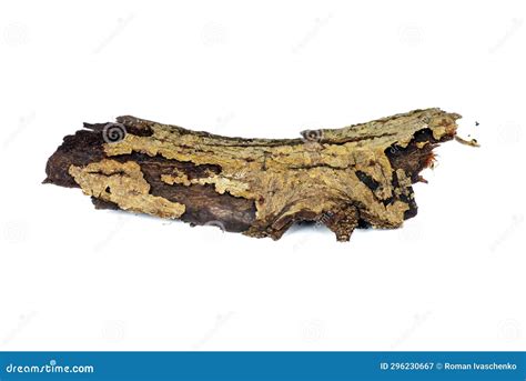 Dry Bark Poplar Tree Isolated on a White Stock Image - Image of material, flat: 296230667