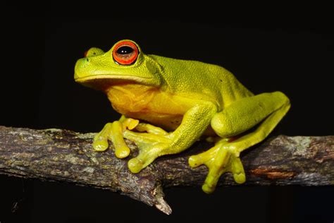 Red-eyed Tree Frog - The Australian Museum