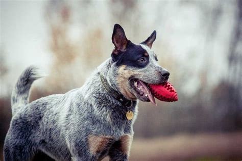 Labraheelers - Energetic And Intelligent Blue Heeler Lab Mix Dogs