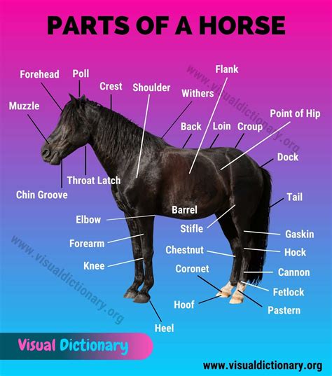 Horse Anatomy Horse Anatomy Horse Care Anatomy | Images and Photos finder